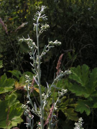 Artemisia absinthium L. photograph