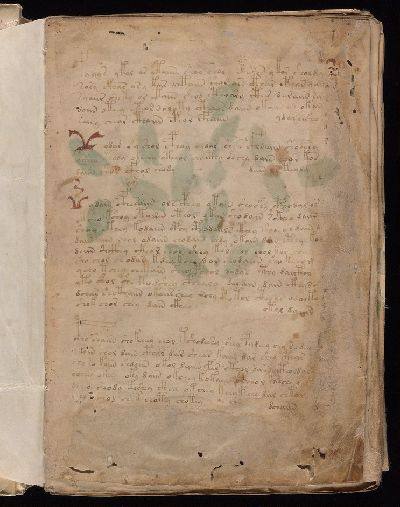 Voynich f1r