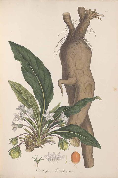 Mandragora officinarum L. botanical illustration