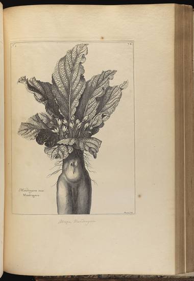 Mandragora officinarum L. photograph