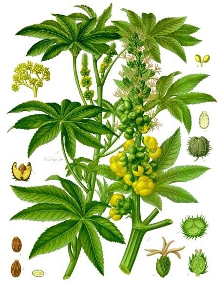 Ricinus communis L. botanical illustration