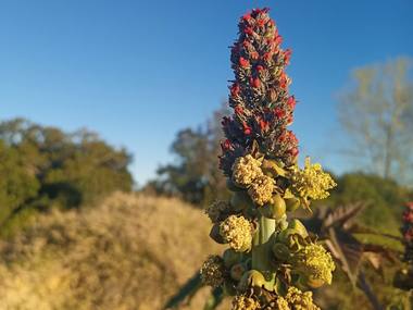 Ricinus communis L. photograph