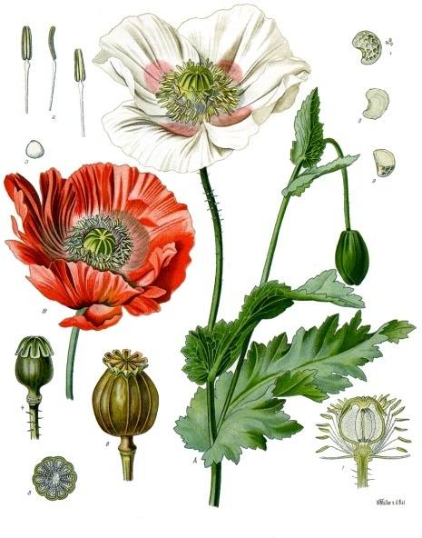 Papaver somniferum L. botanical illustration