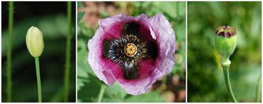 Papaver somniferum L. photograph