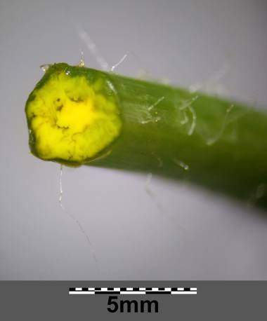 Chelidonium majus L. photograph