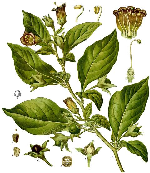 Atropa belladonna L. botanical illustration