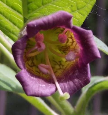 Atropa belladonna L. photograph