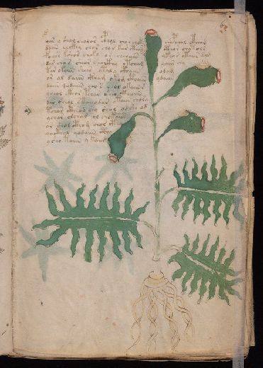 Voynich f6r