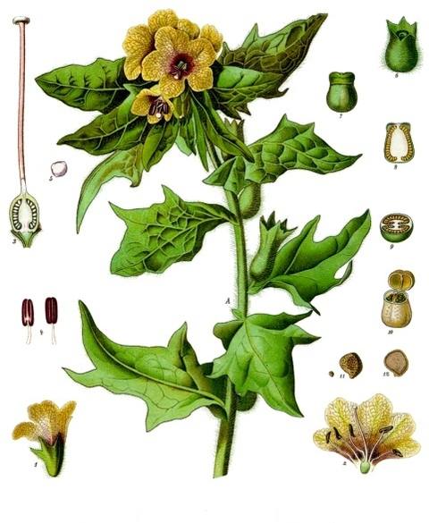 Hyoscyamus niger L. botanical illustration