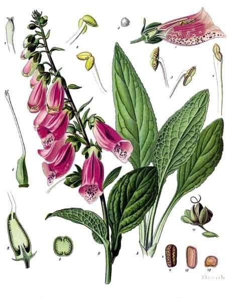 Digitalis purpurea L. botanical illustration