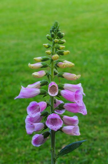 Digitalis purpurea L. photograph