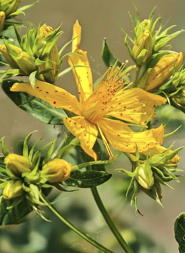 Hypericum perforatum L. photograph