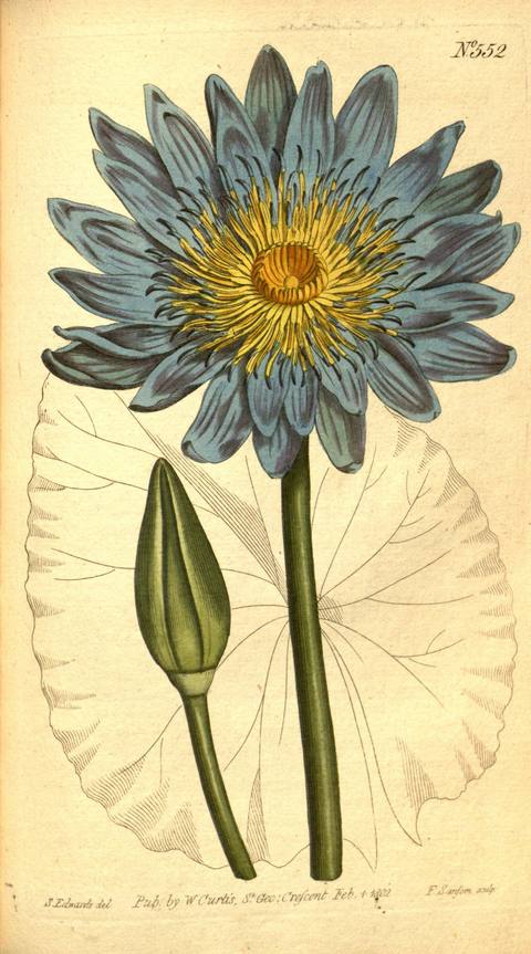 Nymphaea caerulea Savigny botanical illustration