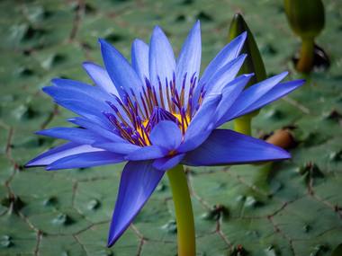 Nymphaea caerulea Savigny photograph