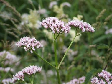 Valeriana officinalis L. photograph