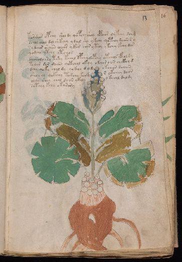Voynich f13r