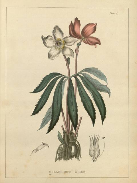 Helleborus niger L. botanical illustration