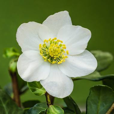 Helleborus niger L. photograph