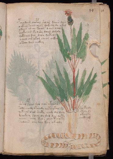 Voynich f14r