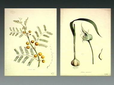 Allium sativum L. photograph