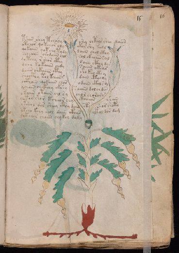 Voynich f15r