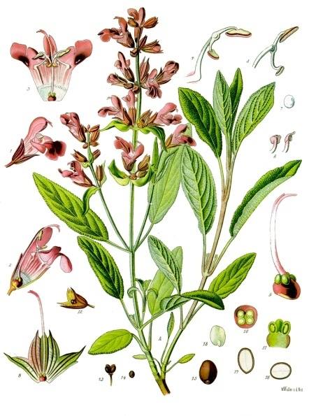 Salvia officinalis L. botanical illustration