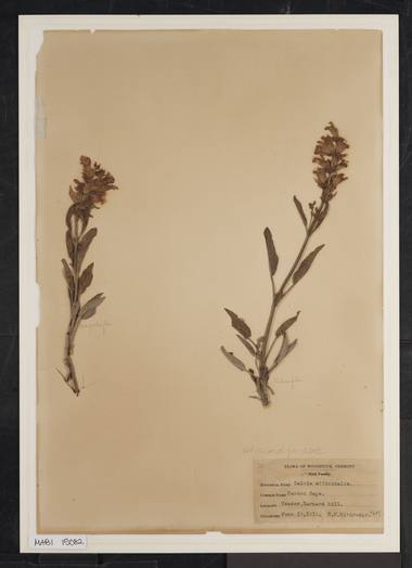 Salvia officinalis L. photograph