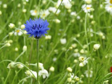 Centaurea cyanus L. photograph