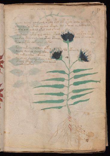 Voynich f17r