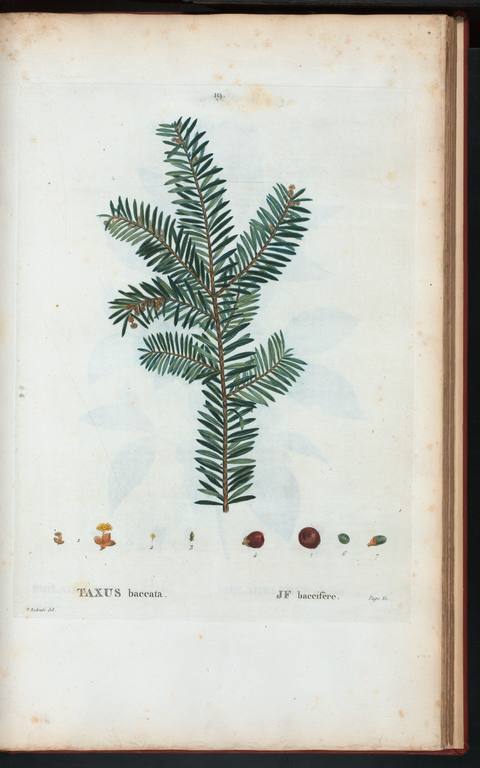 Taxus baccata L. botanical illustration