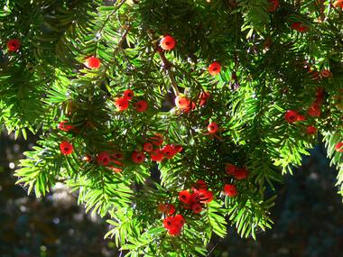 Taxus baccata L. photograph