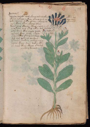 Voynich f18r