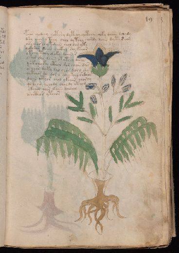 Voynich f19r