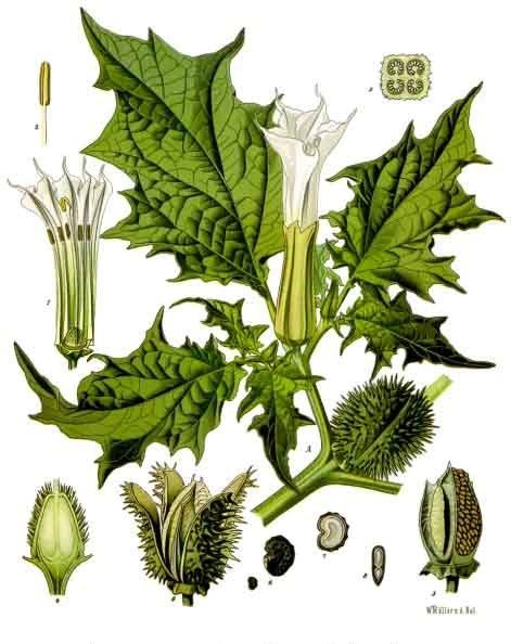 Datura stramonium L. botanical illustration