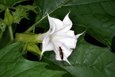 Datura stramonium L. photograph