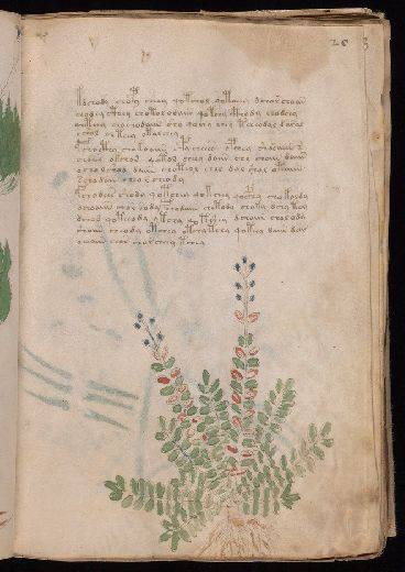 Voynich f20r