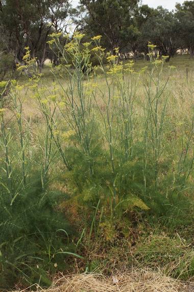 Foeniculum vulgare Mill. photograph