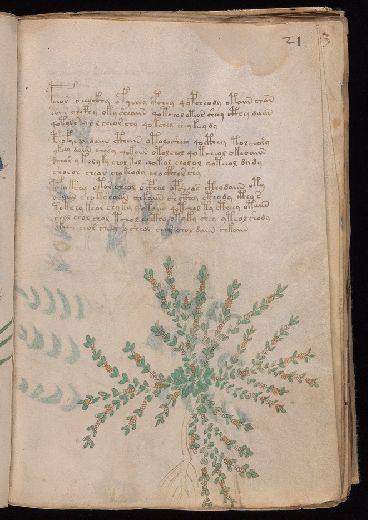 Voynich f21r