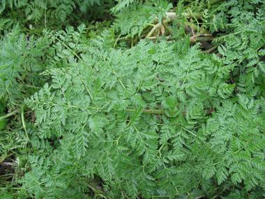 Conium maculatum L. photograph