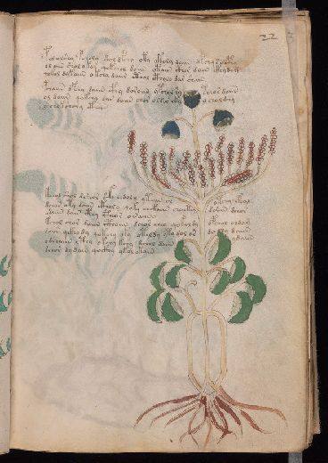 Voynich f22r