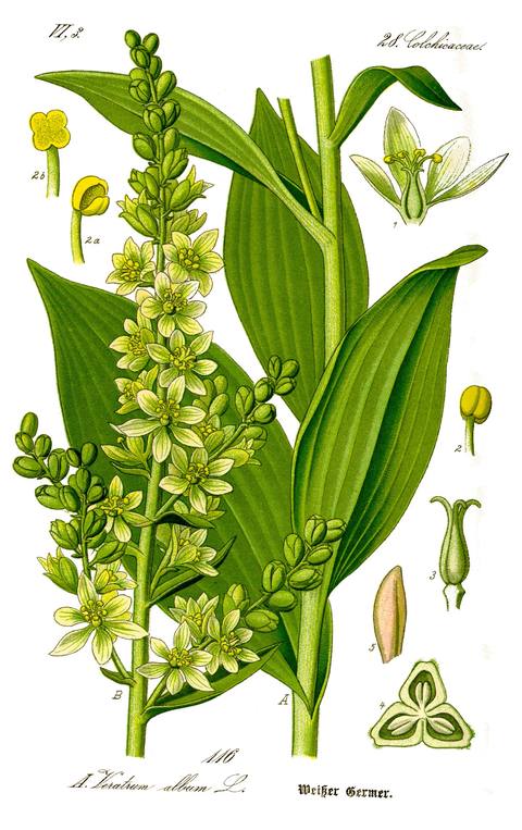 Veratrum album L. botanical illustration