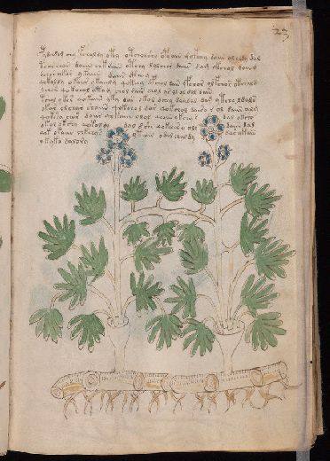 Voynich f23r