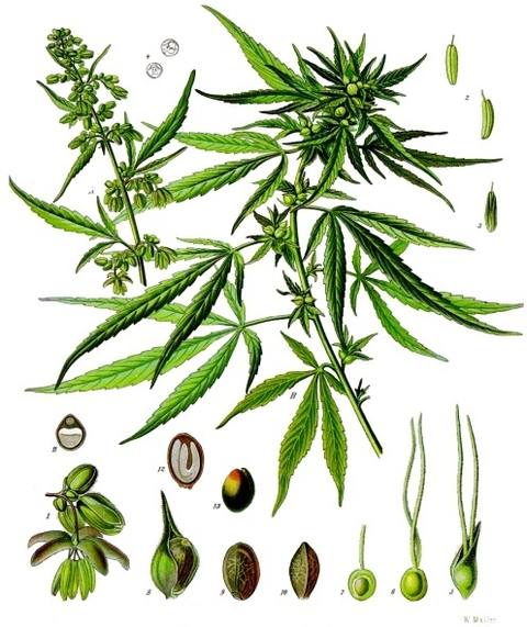 Cannabis sativa L. botanical illustration