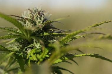 Cannabis sativa L. photograph