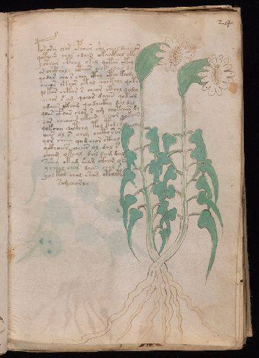 Voynich f24r