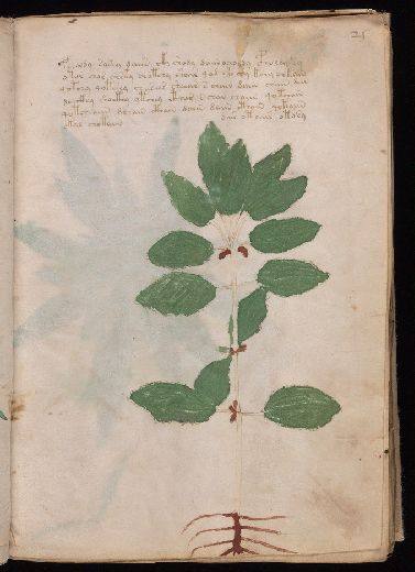 Voynich f25r