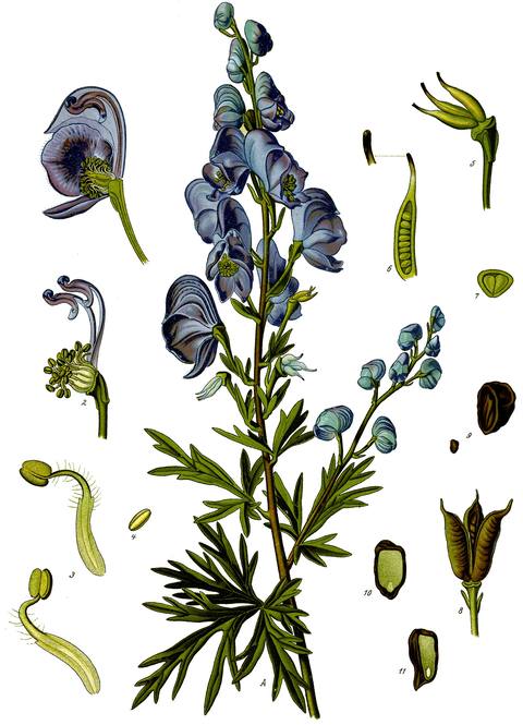 Aconitum napellus L. botanical illustration