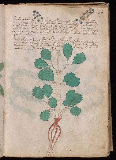 Voynich f26r