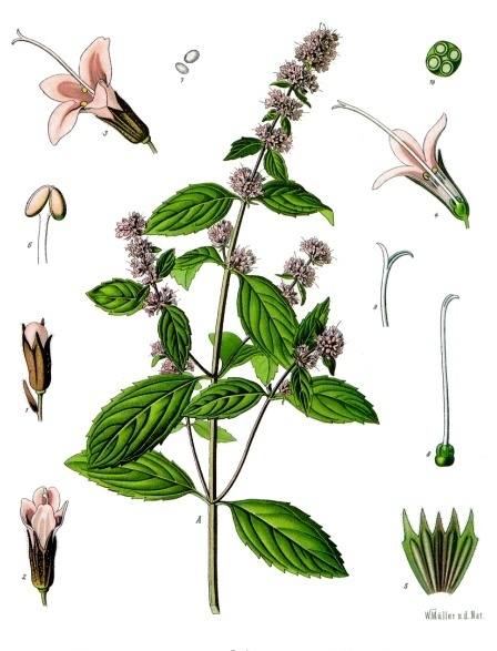 Mentha x piperita L. botanical illustration