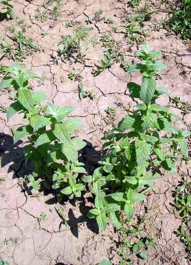 Mentha x piperita L. photograph